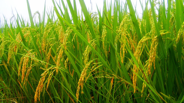 稻谷 水稻 稻子