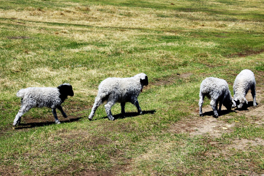 春季草原上的小羊 羊羔