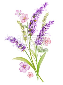 薰衣草花朵