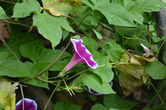 牵牛花 花卉