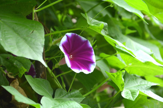 牵牛花 花卉