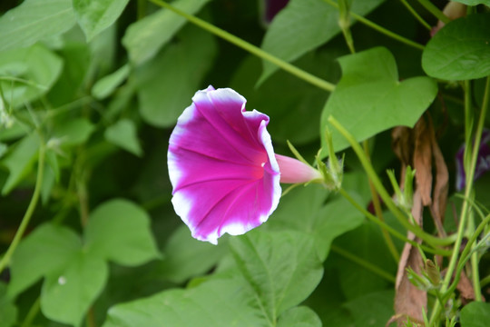 牵牛花 花卉