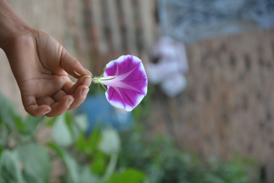 牵牛花 花卉