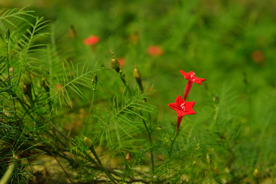 莺萝花 五角花