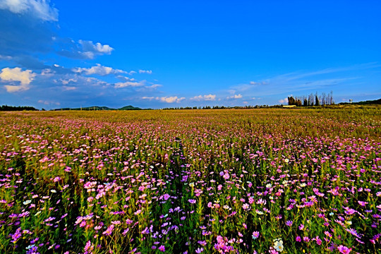 格桑花海