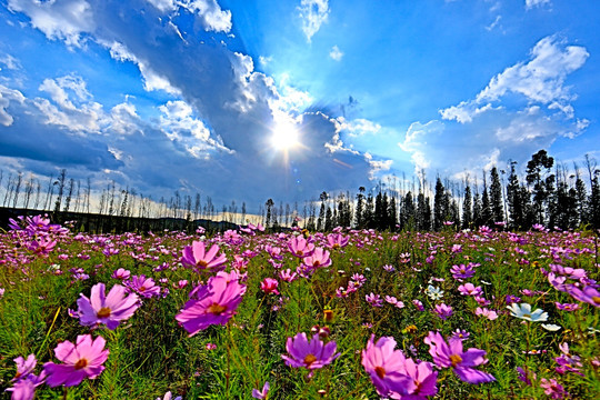 格桑花海