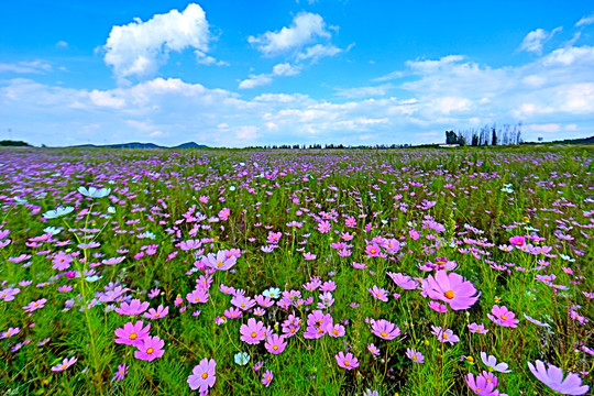 格桑花海