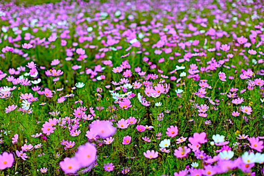 格桑花