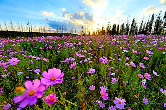 格桑花海