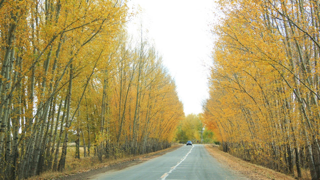 秋天的杨树林
