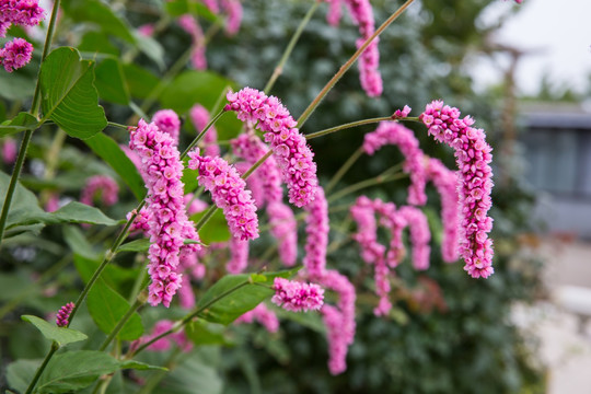 狗尾巴花