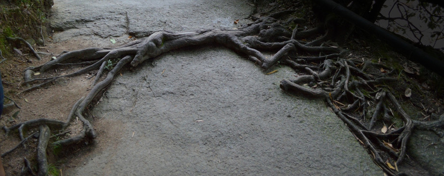地面裸露的树根