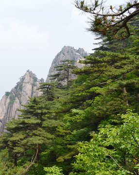 黄山松与黄山群峰