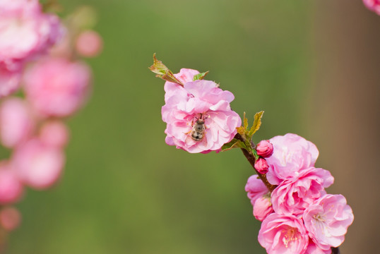 桃花