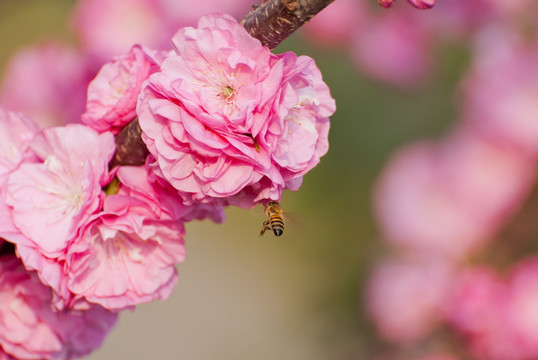 桃花