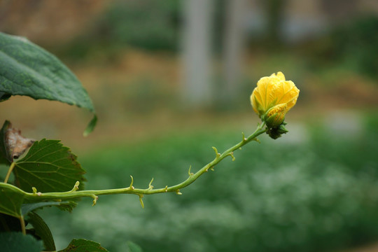 丝瓜花