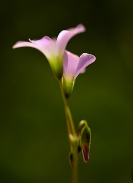 粉红花朵高清