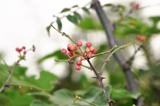 花椒 麻椒