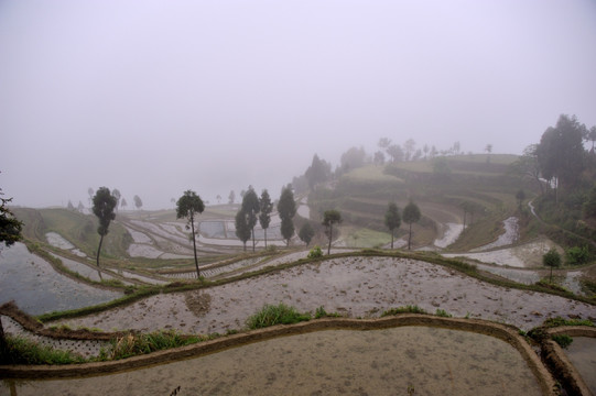 茗岙梯田 田园风光 水田 雨雾