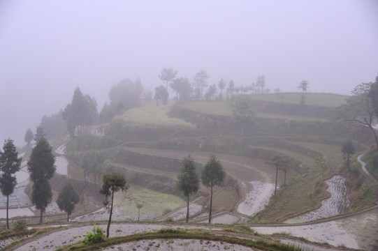 茗岙梯田 田园风光 水田 雨雾