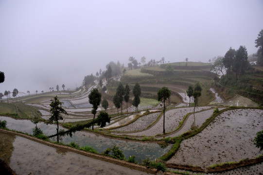 茗岙梯田 田园风光 水田 雨雾