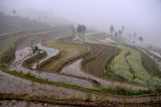 茗岙梯田 田园风光 水田 雨雾