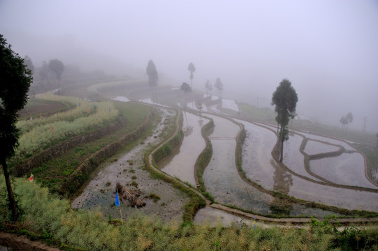 茗岙梯田 田园风光 水田 雨雾