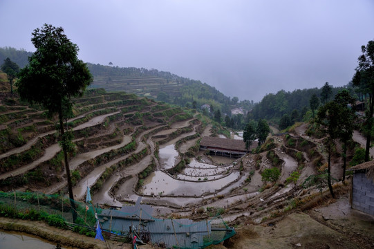 茗岙梯田 田园风光 水田 雨雾