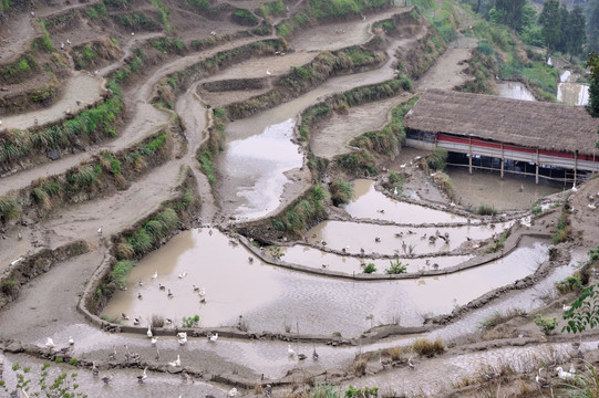 茗岙梯田 田园风光 水田 雨雾