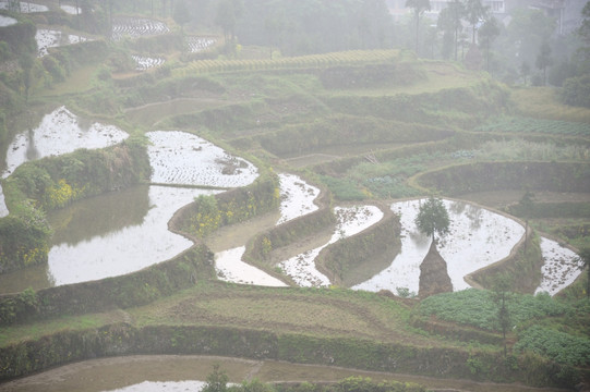 茗岙梯田 田园风光 水田 雨雾