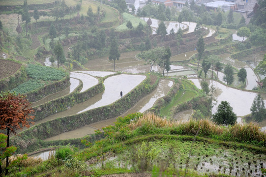 茗岙梯田 田园风光 水田 雨雾