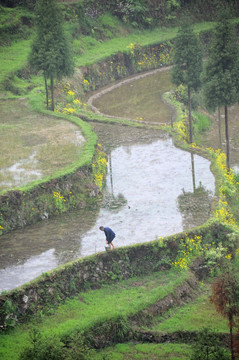 茗岙梯田 田园风光 水田 雨雾