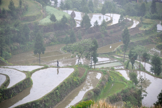 茗岙梯田 田园风光 水田 雨雾