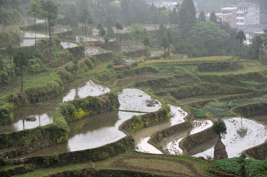 茗岙梯田 田园风光 水田 雨雾