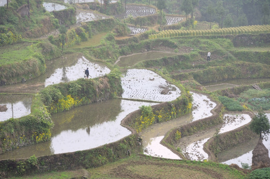 茗岙梯田 田园风光 水田 雨雾