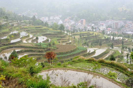 茗岙梯田 田园风光 水田 雨雾