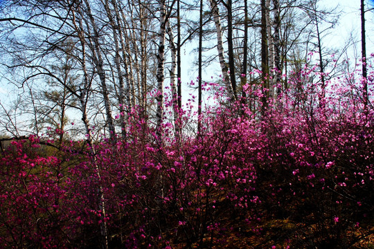 杜鹃花 白桦林