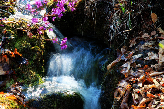 山间小溪 杜鹃花