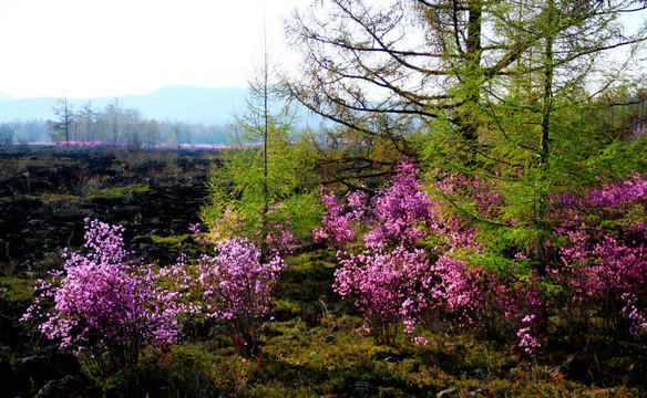 杜鹃花、火山岩溶地貌