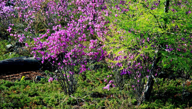 春季杜鹃花 落叶松林