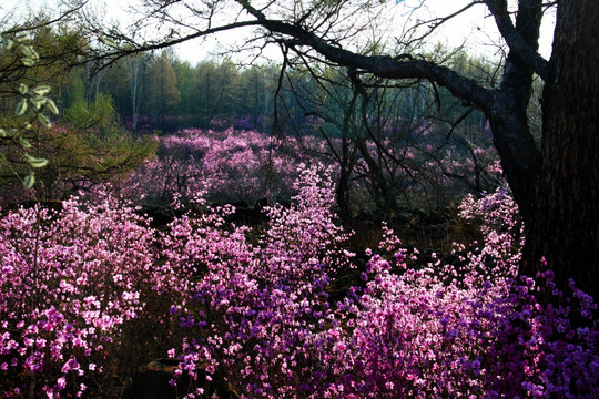 春季的杜鹃花 大兴安岭