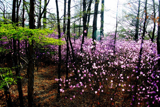 杜鹃花与落叶松树林 春季