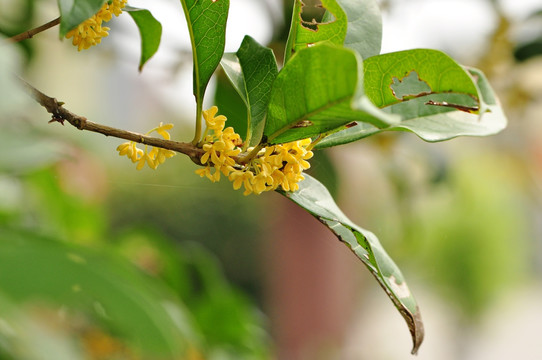 桂花