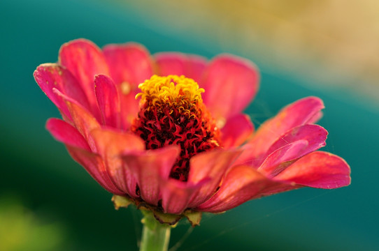 波斯菊 格桑花