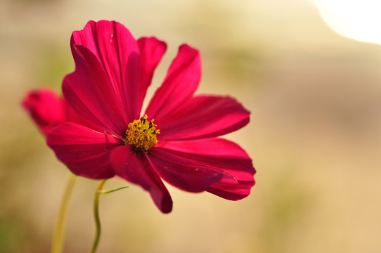 波斯菊 格桑花