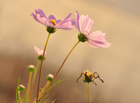 波斯菊 格桑花