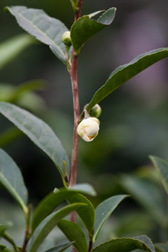 茶叶花