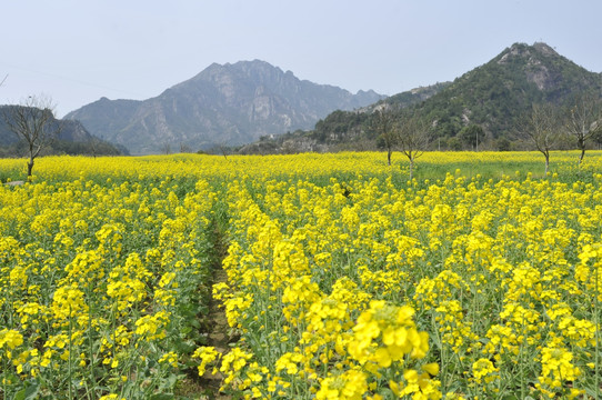 油菜花