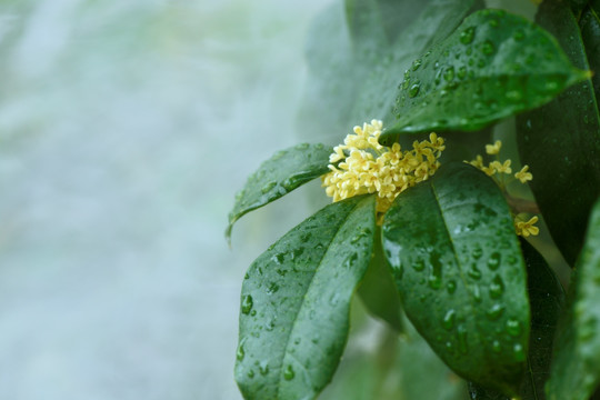 桂花 高清