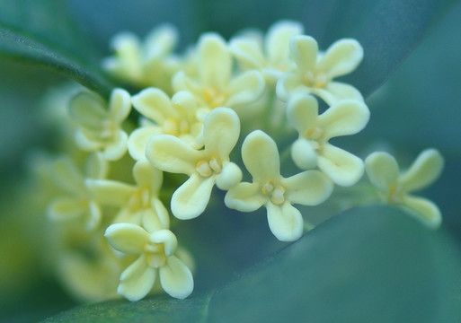 桂花 高清